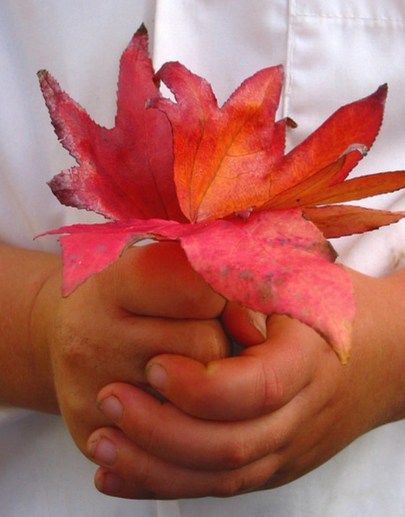 Child holding colorful leaves. Photo courtesy of Kate Andrews. backyard treasure hunt